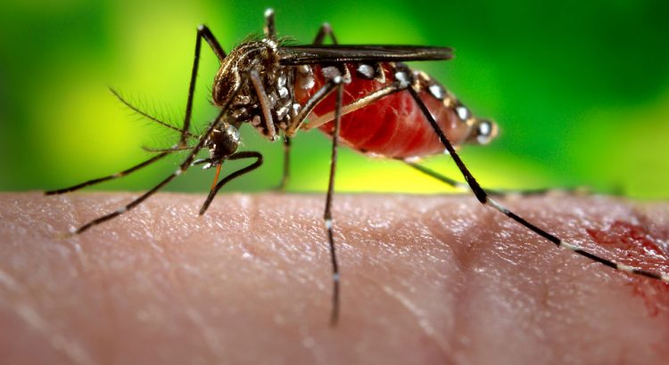 This is a article on Zika virus their Causes , Symptoms and Treatment by Dr Arora and Team.